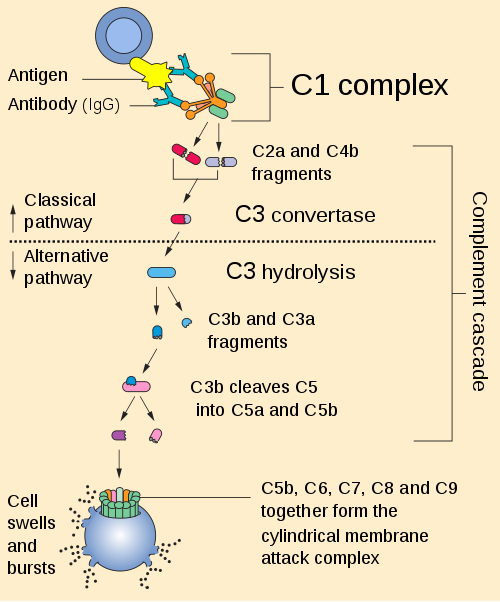 Complement_pathway